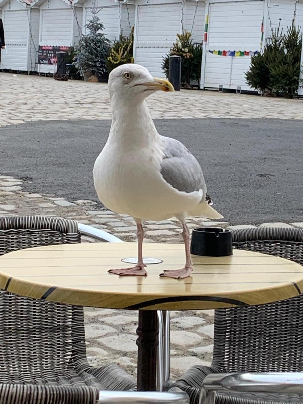 Maison De Vacances Entiere A 10 Mn De La Rochelle Dompierre-sur-Mer Экстерьер фото